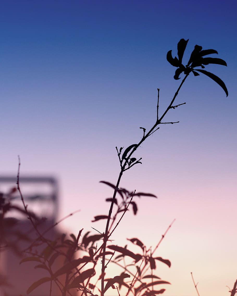 branch, gradient, sunset, colorful, branches, sky, plant, nature HD wallpaper