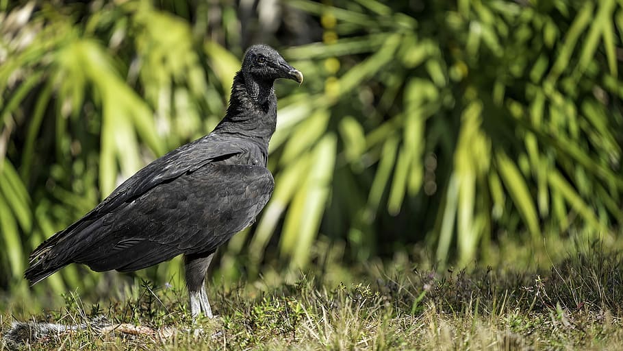 wildlife photography of grey vulture, black bird on green grassland HD wallpaper