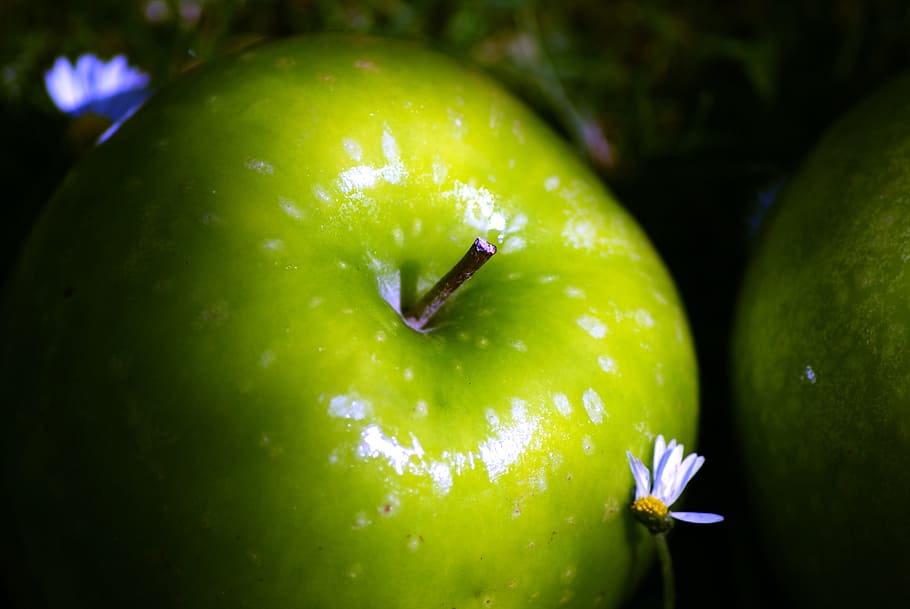 apple, shine, daisy, garden, natural fruit diet, green, grany HD wallpaper
