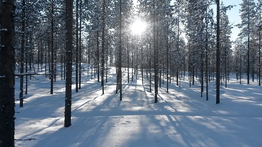 Forest, Finland, Winter, snow, cold temperature, nature, tree HD wallpaper