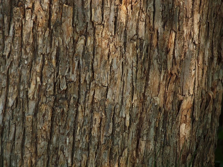 brown tree bark, woods, texture, forest, background, textured HD wallpaper