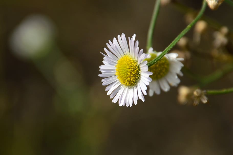 flower, white, closeup, flowering plant, freshness, fragility HD wallpaper