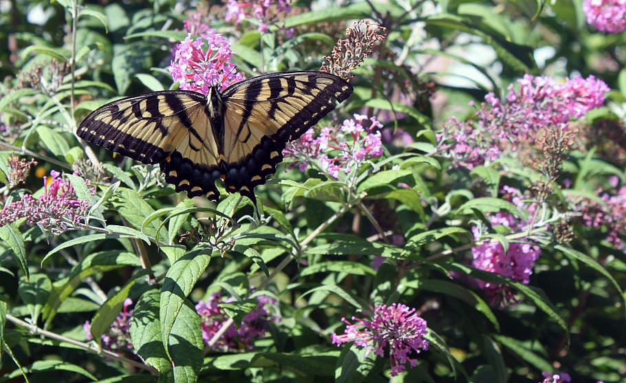 Swallowtail, Flower, Butterfly, Insect, floral, plant, natural HD wallpaper