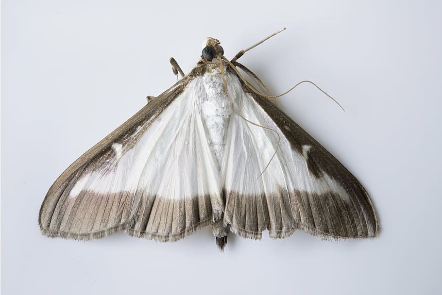 cydalima perspectalis, butterfly, moth, invasive, pest, brown HD wallpaper