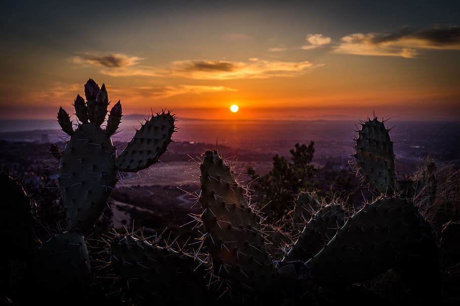 cactis during daytime, silhouette of cactus near seashore at sunset HD wallpaper