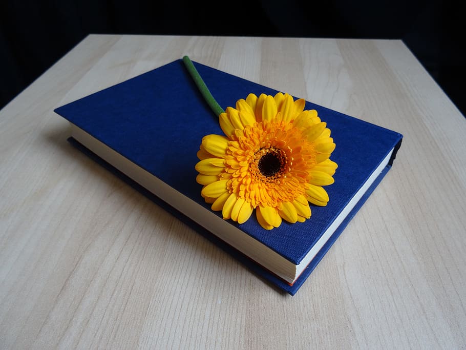book, read, flower, gerbera, reading, reading book, literature HD wallpaper