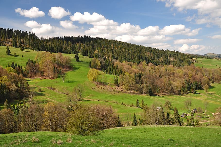 meadow, nature, view, landscape, green, mountains, pieniny HD wallpaper