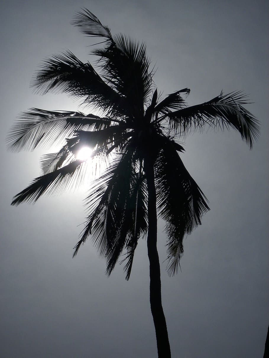palm, sun, sunset, beautiful beach, evening sky, tanzania, palm Tree HD wallpaper