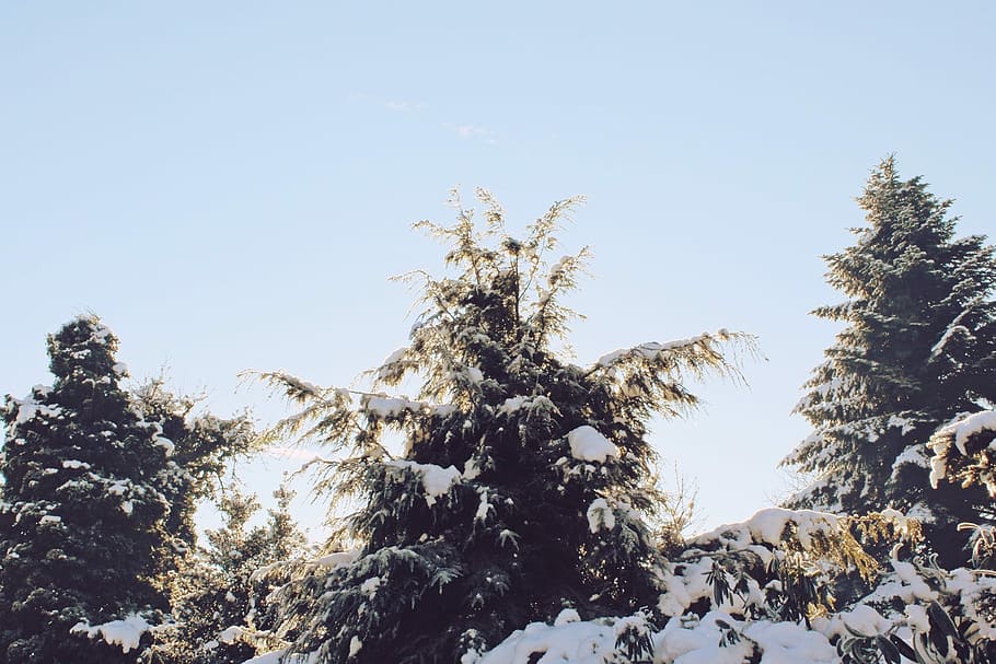 Trees, Snow, Winter, Wintry, Forest, Sky, cold, light, frozen HD wallpaper