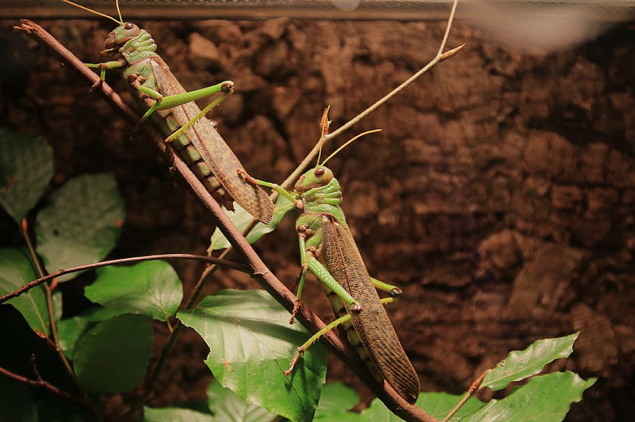 animals, grasshoppers, insect, migratory locust, viridissima HD wallpaper