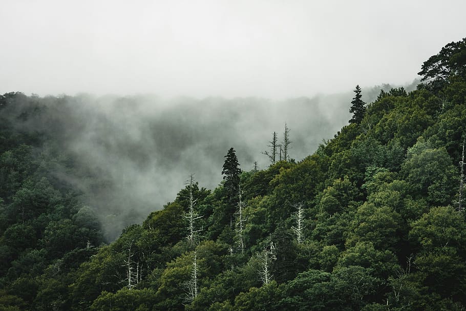 photo of green forest during daytime, green leaf tree covered mountain at daytime HD wallpaper