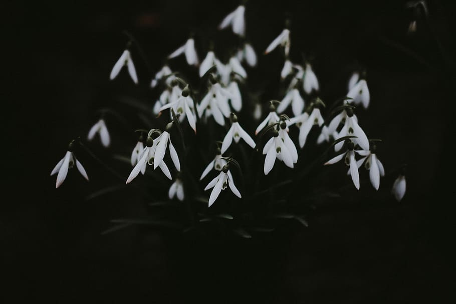 white snowdrop flowers, snowdrops, moody, dark, no people, indoors HD wallpaper
