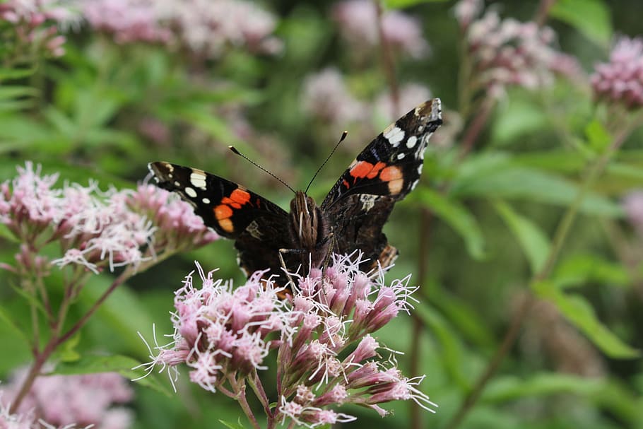 butterfly, flower, orange, invertebrate, insect, animal themes HD wallpaper