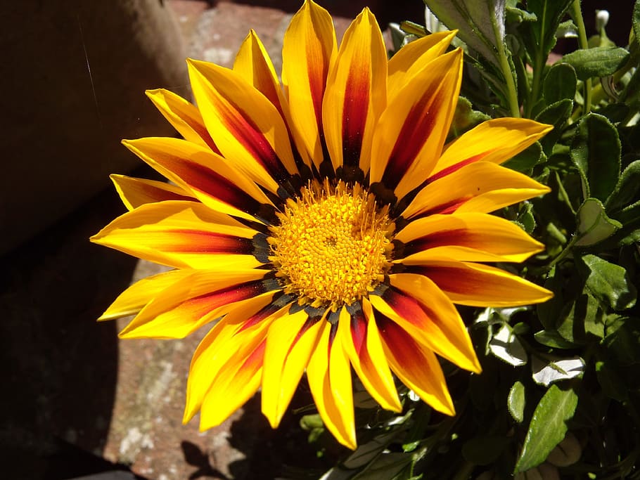 margaret, yellow, summer, flowering plant, petal, fragility HD wallpaper