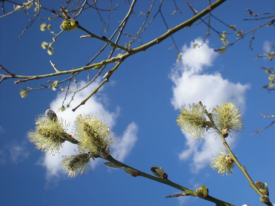 spring, spring sky, clouds flowers, interesting clouds, colored willow HD wallpaper