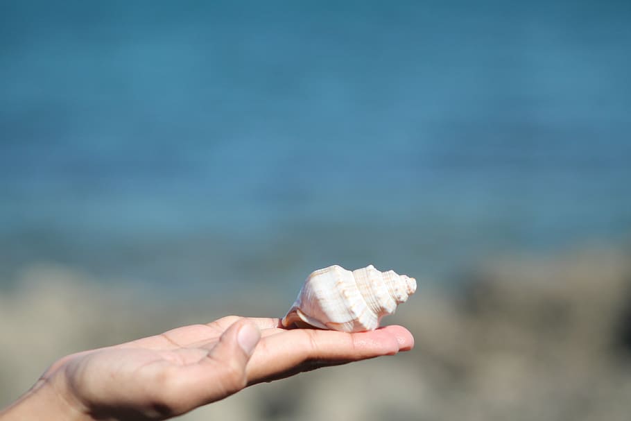 sea shell, ocean, human hand, human body part, holding, one person HD wallpaper