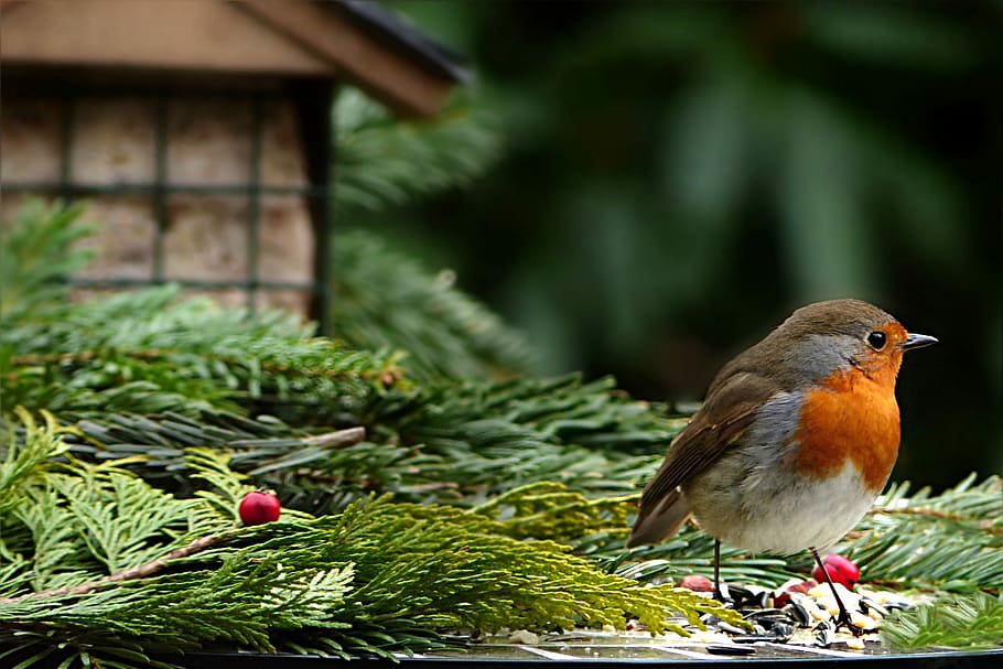 close up photography of brown bird on grass, animal, robin HD wallpaper