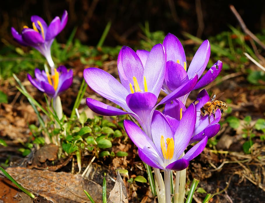 purple flowering plants, crocus, flowers, bee, spring, spring flower HD wallpaper