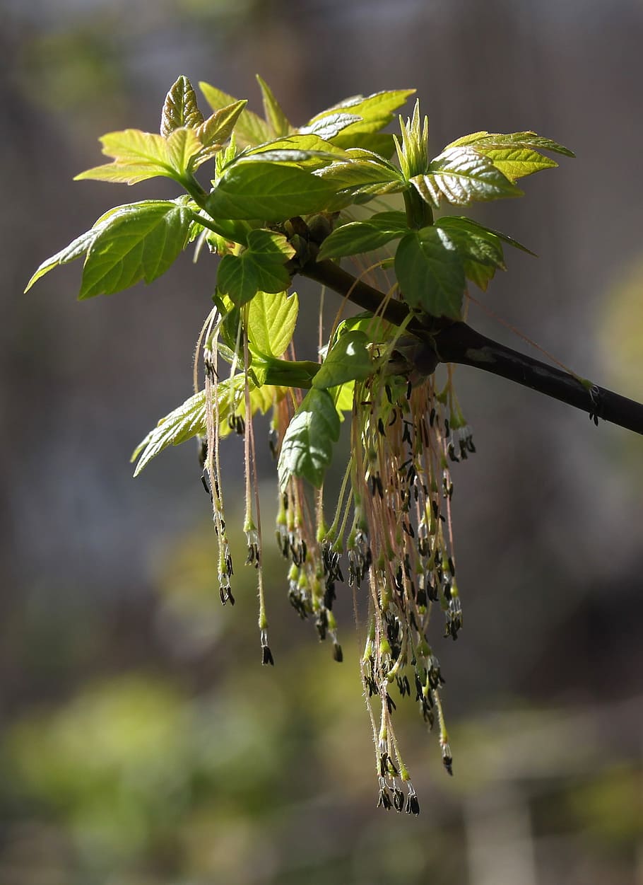 tree, inflorescence, green, decorative, plant, growth, focus on foreground HD wallpaper
