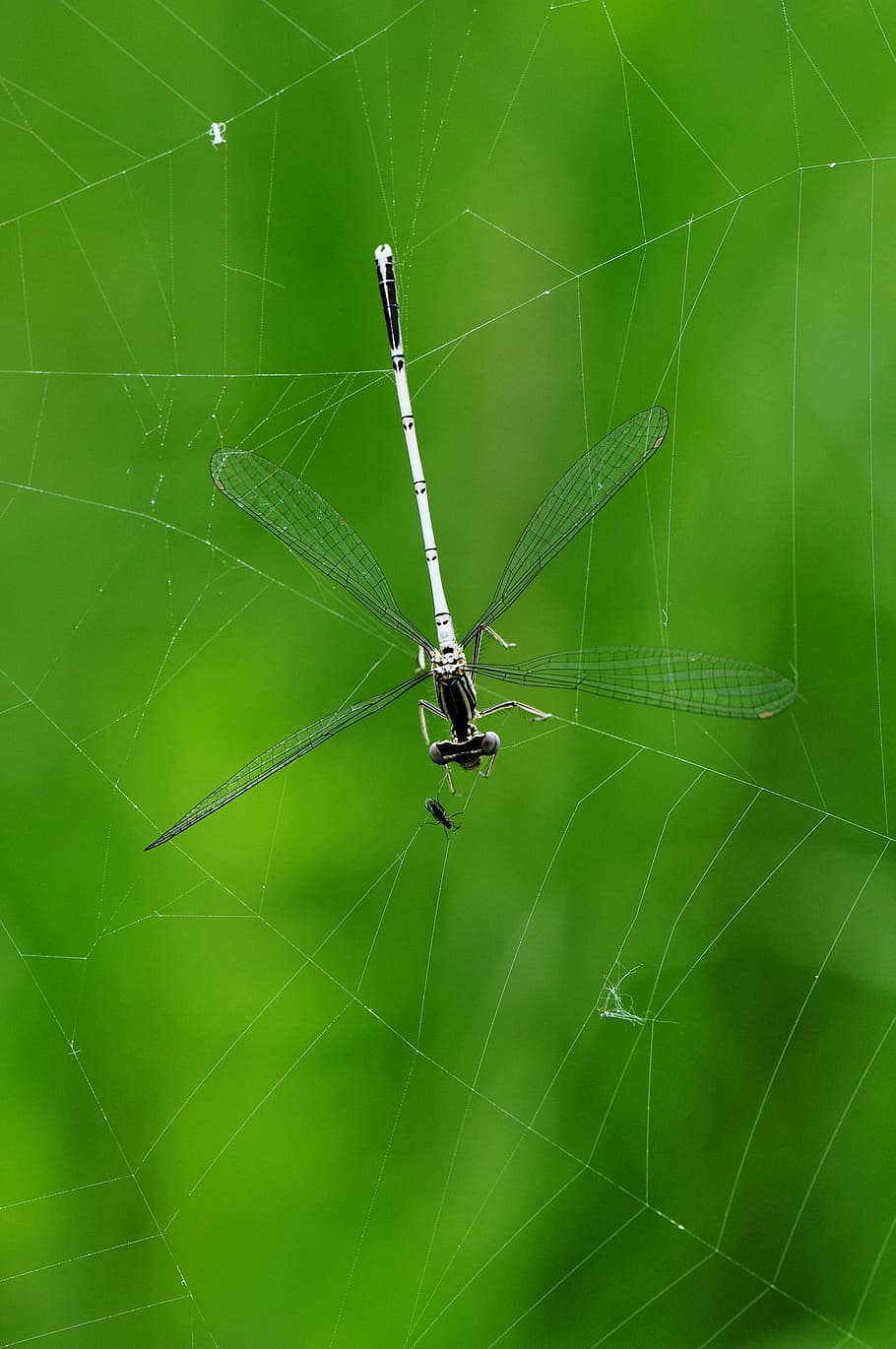 Dragonfly, Macro, Caught, Cobweb, Prey, insect, water, lake HD wallpaper