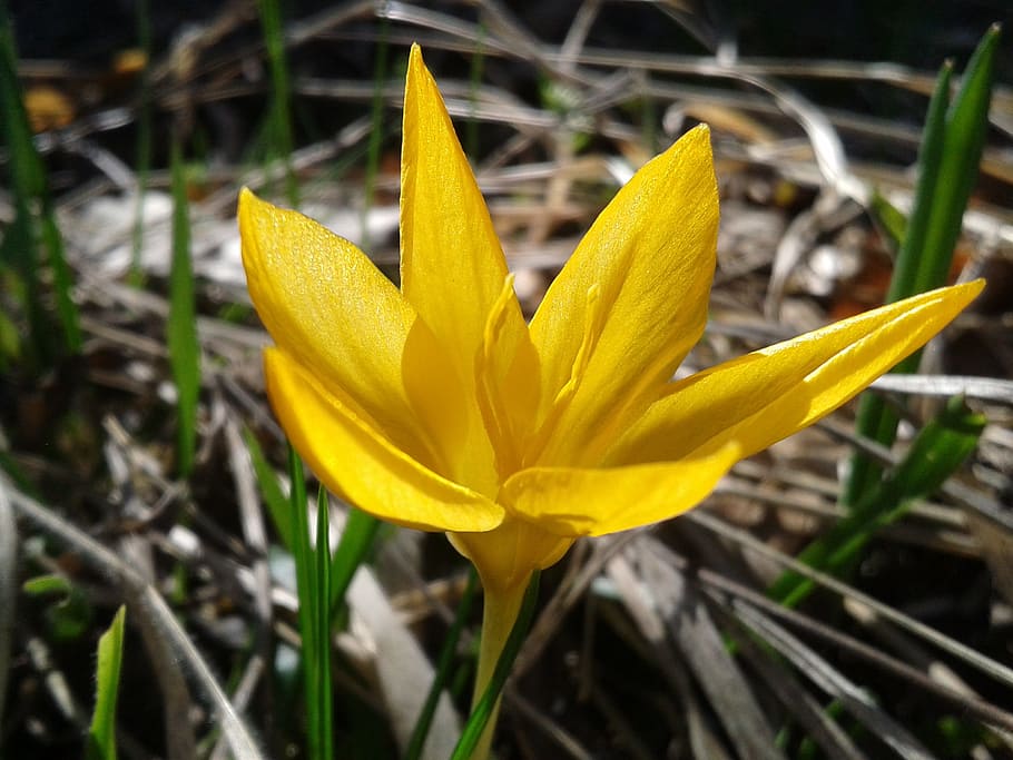 Crocus, Spring, Flower, Yellow, yellow flower, flora, forest flowers HD wallpaper