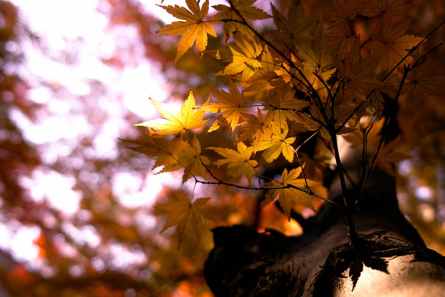 selective focus photography of brown maple leaf tree, macro photography of maple leaves HD wallpaper