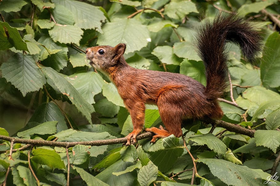 Squirrel, Mammal, young, foraging, garden, sciurus, rodent HD wallpaper