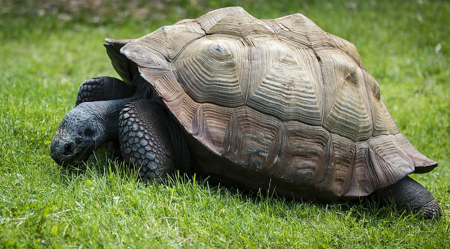 brown and gray turtle in green grass at daytime, gray and green turtle on grass HD wallpaper