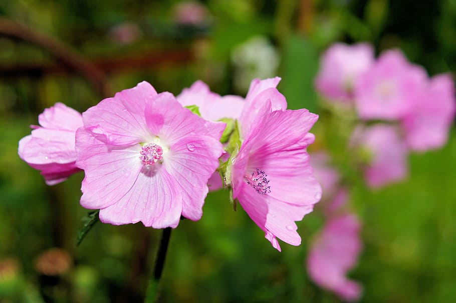 flower, blossom, bloom, close, purple, tender, sweet, flowering plant HD wallpaper