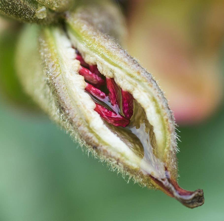 seed, flower, seedpod, green, garden, plant, nature, flowers HD wallpaper
