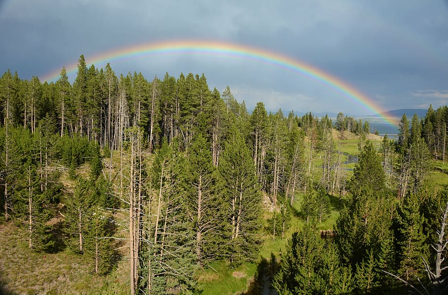 bird's eye view photo of rainbow on top of forest, yellowstone HD wallpaper
