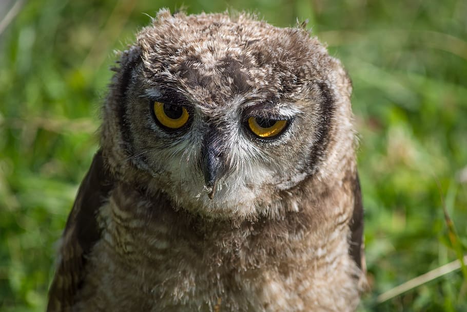 owl, close, bird, animals, feather, plumage, bird of prey, nature HD wallpaper
