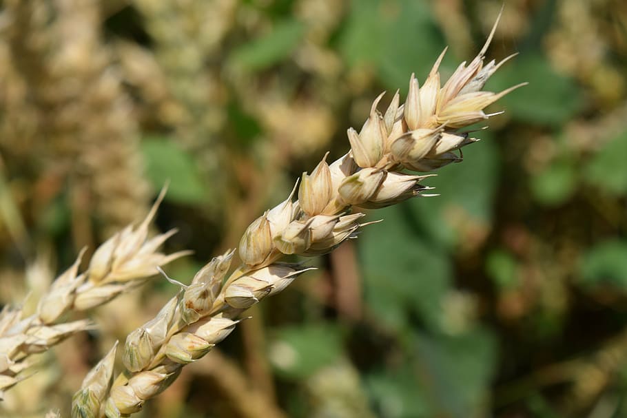 wheat, cereals, grain, close, ear, agriculture, summer, plant HD wallpaper