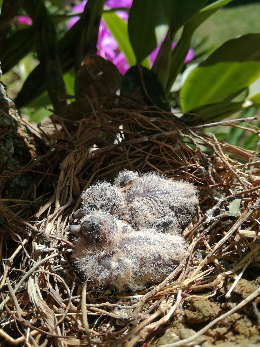 birds, lovebirds, babys, animal themes, animal wildlife, animal nest HD wallpaper