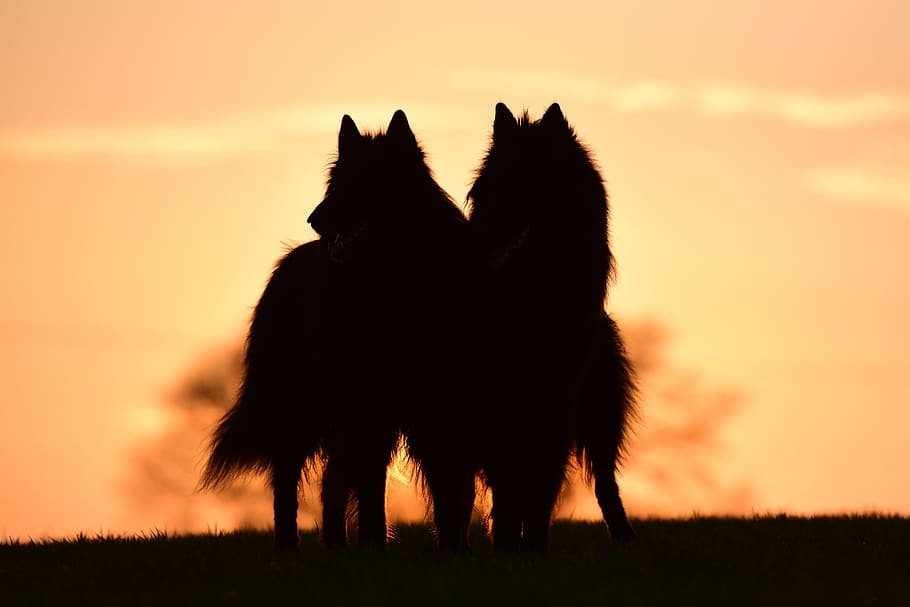 silhouette of two animals, sunset, dogs, belgian shepherd dog, HD wallpaper