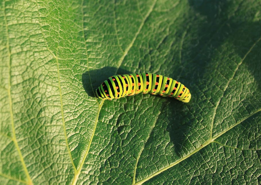 Caterpillar, Green, Leaf, Lepidoptera, papilionidae, swallowtail HD wallpaper