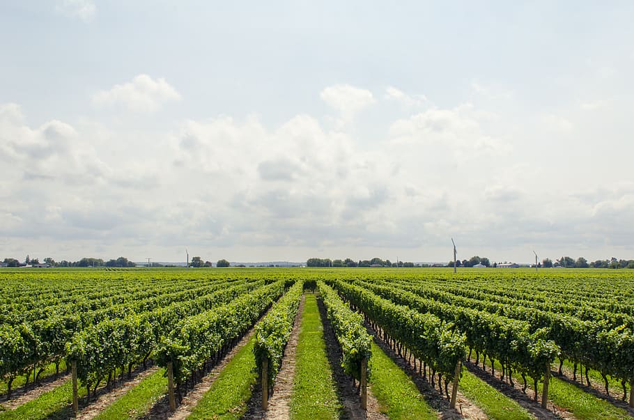 vineyard, wine, grape, niagara, agriculture, landscape, field HD wallpaper