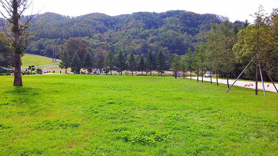 park, grass, walk, plant, tree, green color, growth, nature HD wallpaper