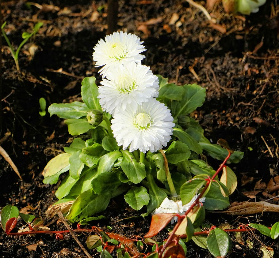 flower, nature, plant, leaf, garden, white, spring, early bloomer HD wallpaper
