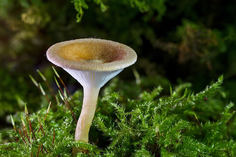 white mushroom near green grass, mini mushroom, sponge, small mushroom, HD wallpaper