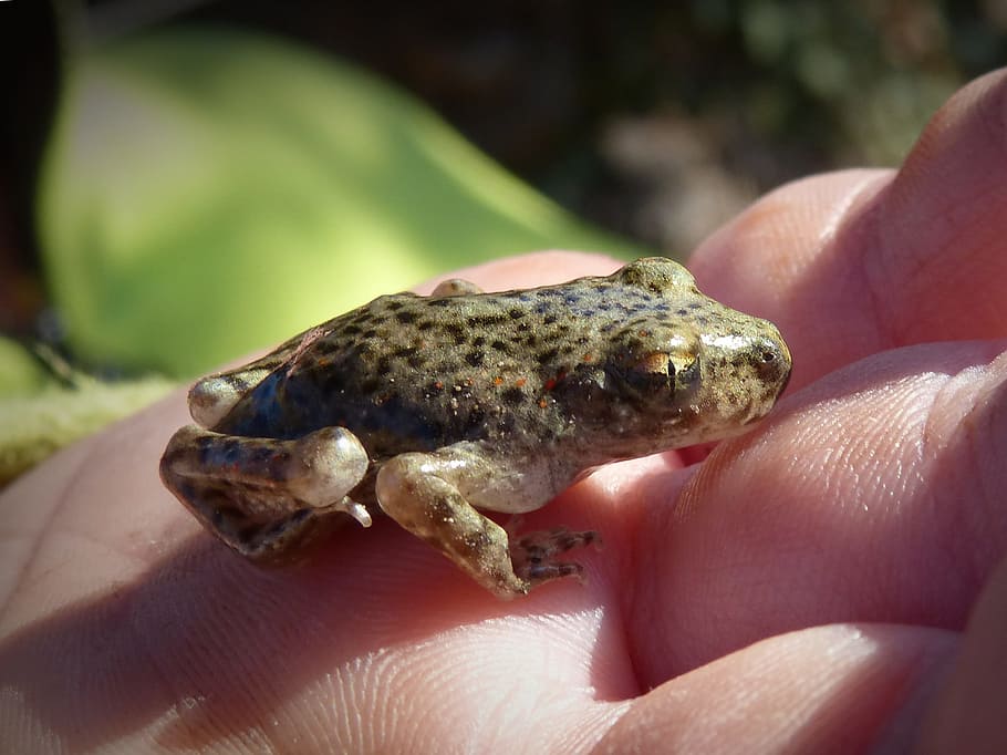 Small Frog, Lower Case, Eye, detail, montsant, hand, human body part HD wallpaper