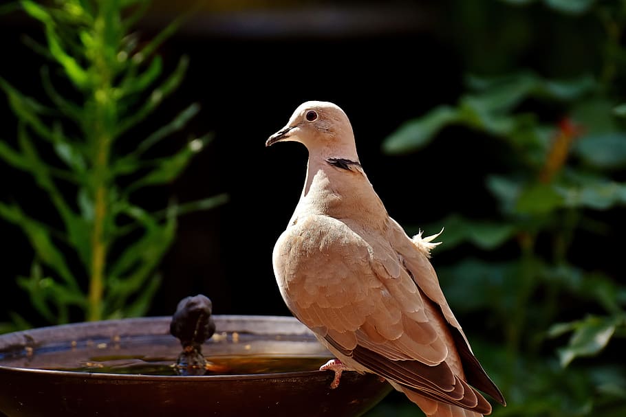 Dove, Collared, Bird, Plumage, Garden, nature, feather, poultry HD wallpaper