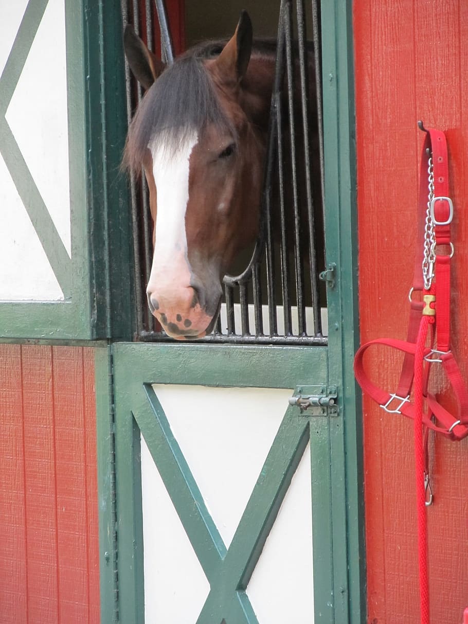 Horse, Head, Stall, Mane, Equine, clydesdale, portrait, standing HD wallpaper
