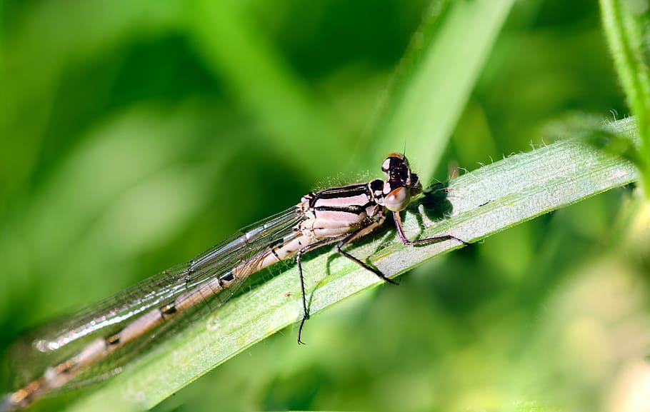 insect, dragonfly, macro, nature, bug, green, damselfly, wings HD wallpaper