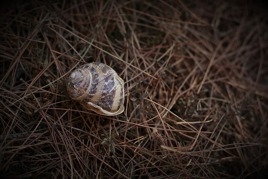 Snail, House, Shell, Animal, Nature, spiral, wildlife, brown HD wallpaper