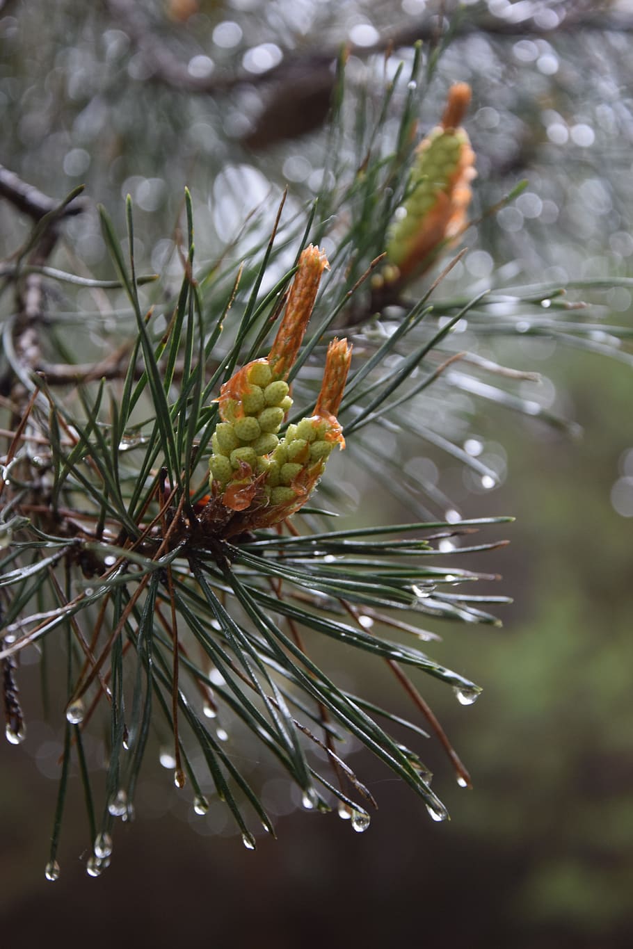 pine, rain, tree, closeup, coniferous, wet, plant, growth, beauty in nature HD wallpaper