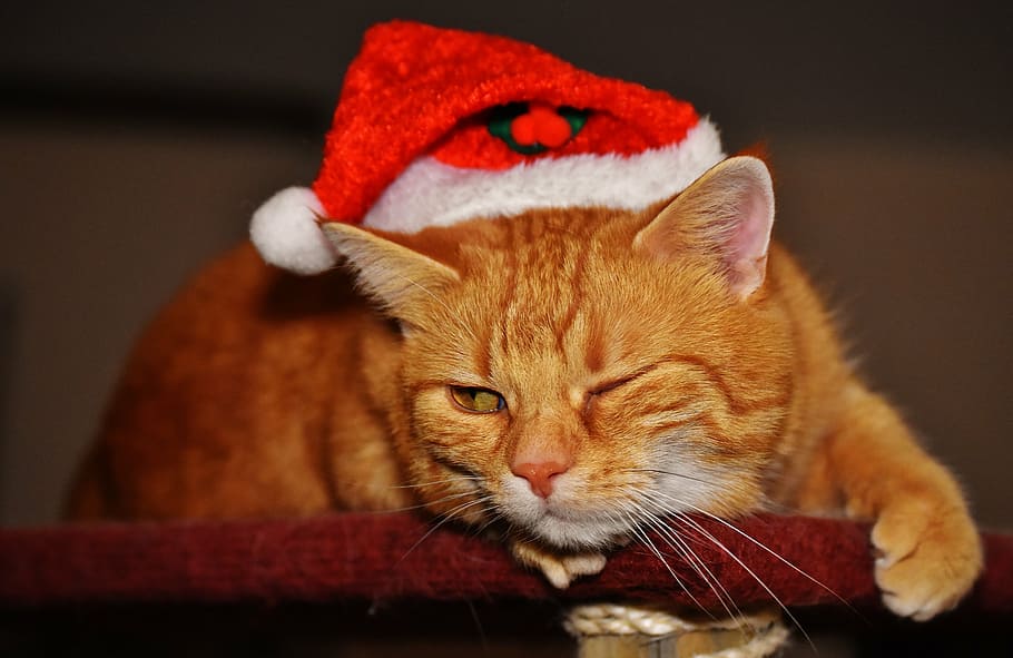 cat, red, christmas, wink, santa hat, funny, cute, mackerel HD wallpaper