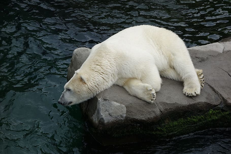 polar bear lying on gray rock surrounded by body of water, Predator HD wallpaper