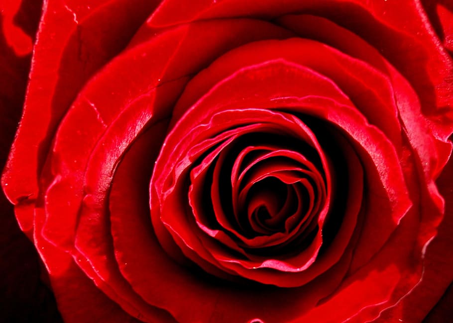 rose, flower, close, red, flowering plant, beauty in nature HD wallpaper