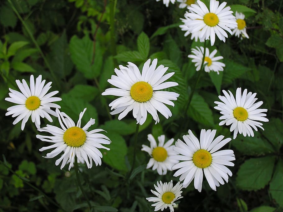 daisy, flower, nature, summer, flowering plant, freshness, fragility HD wallpaper